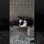 rabbit farming | bunny | cute rabbit |