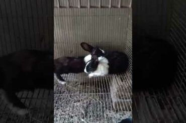 rabbit farming | bunny | cute rabbit |