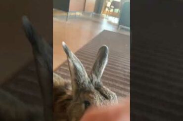 HI #animal #cute #bunny #rabbit
