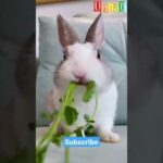 Cute Bunny Eating Grass ll Cute Baby Bunny #shorts #youtubeshorts