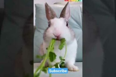 Cute Bunny Eating Grass ll Cute Baby Bunny #shorts #youtubeshorts
