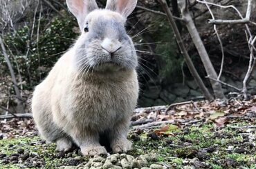 They look like elaborate stuffed animals in motion! | Cute Rabbit