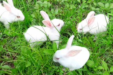 The Cutest Baby Bunny Rabbits Ever || Small Baby Rabbits Playing Videos