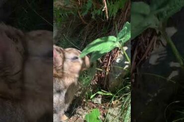 SOUND ON #animal #cute #bunny #rabbit