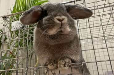 Playing Bunny | Cute Baby Bunnies Playing | Bunnies & Rabbits Playing