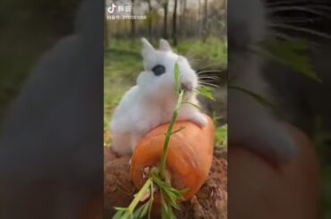 Cute Rabbit Baby Eating Carrots #Short