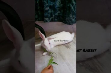 Golu Cute Rabbit Video #shorts #asmr #rabbit #bunny @Cute Animals @MrBeast