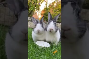 Cute Bunny Pictures to Make You Smile | cute rabbit #shorts | cute rabbit videos | tiktok status