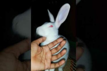 cute bunny #shorts #afsana's pagebook