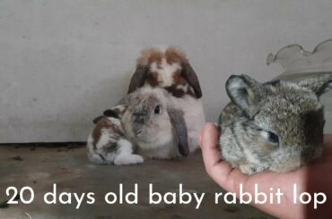 The father's rabbit lop cry has produced 3 cute baby rabbits