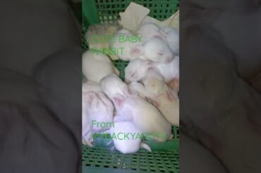 CUTE BABY RABBIT