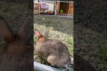 HELLO #animal #cute #bunny #rabbit