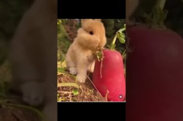 Baby Rabbit at work | shorts