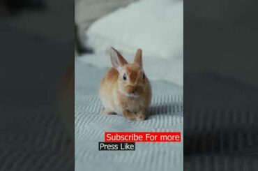 Cute Baby Bunny Rabbit