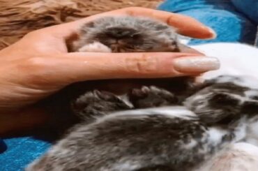Cute Baby Bunnies Rabbit Videos Short Video