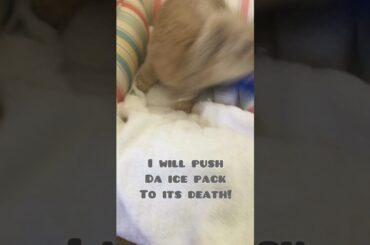 Cute bunny hates her ice pack!