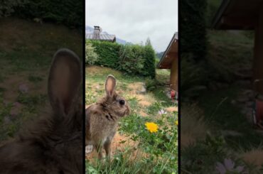 FLOWERS #animal #cute #bunny #rabbit
