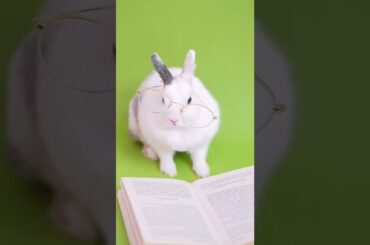 Cute Bunny Wearing Sunglasses #shorts