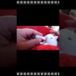 Cute bunny rabbits | Bunny rabbit Massage time | baby bunny