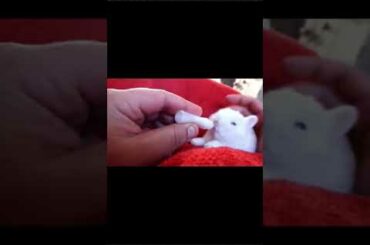 Cute bunny rabbits | Bunny rabbit Massage time | baby bunny