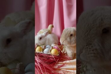 very cute baby rabbits ! my favorite rabbit !
