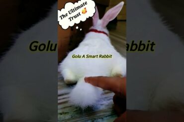 Rabbit Ultimate Trust #shorts #bunny #cute #rabbit #funny #trending @CUTE MADE