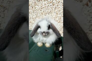 COOLEST BABY RABBITS CLIPS