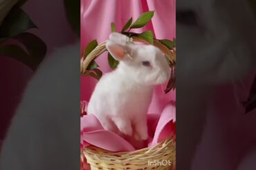 #cutepuppy #cute rabbit
