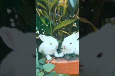 cute rabbit  #shorts
