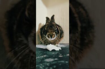 Incredible#bunny Best funny viral clips#funny cute #shortsvideo#trending#animals#reels@P&A Shorts