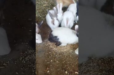 cute rabbit with bunnies (AR Official)#shorts