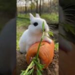 Funny and cute baby bunny rabbit videos eating  carrot #short