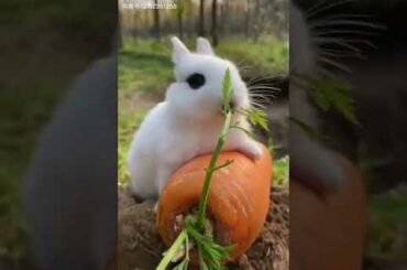 Funny and cute baby bunny rabbit videos eating  carrot #short