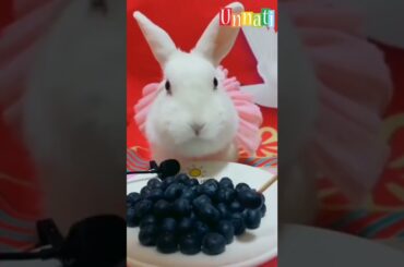 so cute rabbit eating black Berry #shorts #rabbit