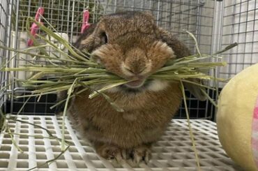 Cutest Baby Bunny Rabbit Compilation 2022