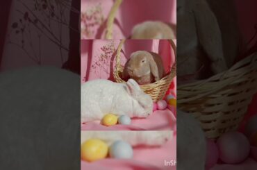 cute rabbit