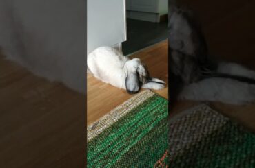 Cute rabbit dreaming