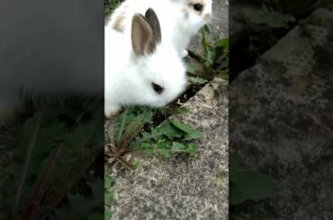 CUTE BUNNY EATING ACTIVITY