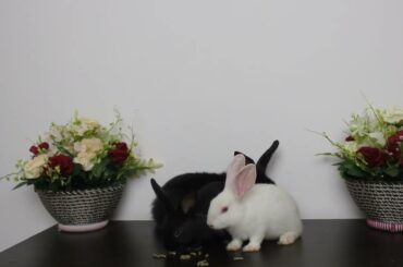 Humorousand And Cute Baby Bunny Rabbit - Catchy Baby Animal videos for Toddlers