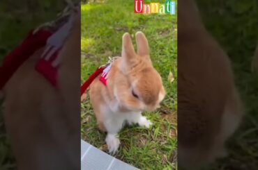 omg I'm so cute bunny #short #shorts #bunny