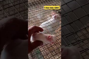 #new#cute#cutebaby#rabbit#rabbit farm near me#business ideas