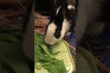 My Cute Bunny Eating Leaves