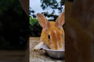 Cute Bunny Video (90)