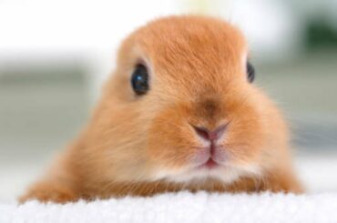 Netherland Dwarf Bunny - Cute Baby Bunny Rabbit Videos Compilation