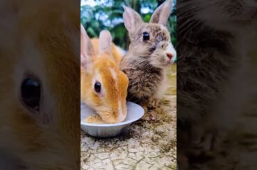 WoW Cute Bunny Video (99) #shorts #bunny #viral