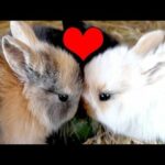 Cute Rabbit Bunny in Doctors Hand ll     Funny Moments Clips compilation