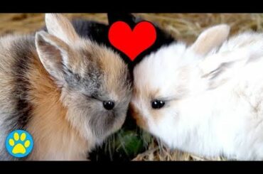 Cute Rabbit Bunny in Doctors Hand ll     Funny Moments Clips compilation