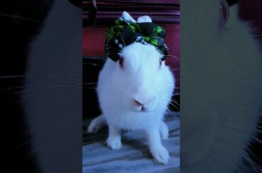 cute rabbit status/plz subscribe my channel #bunny #rabbit #khargosh #shorts #pets @CUTE PUZZLE