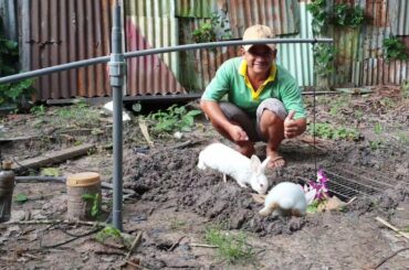 Cute rabbit trap with pvc tube and carton paper