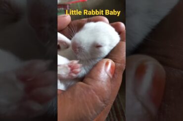 Little  Cute Rabbit Baby | #shorts #Rabbit